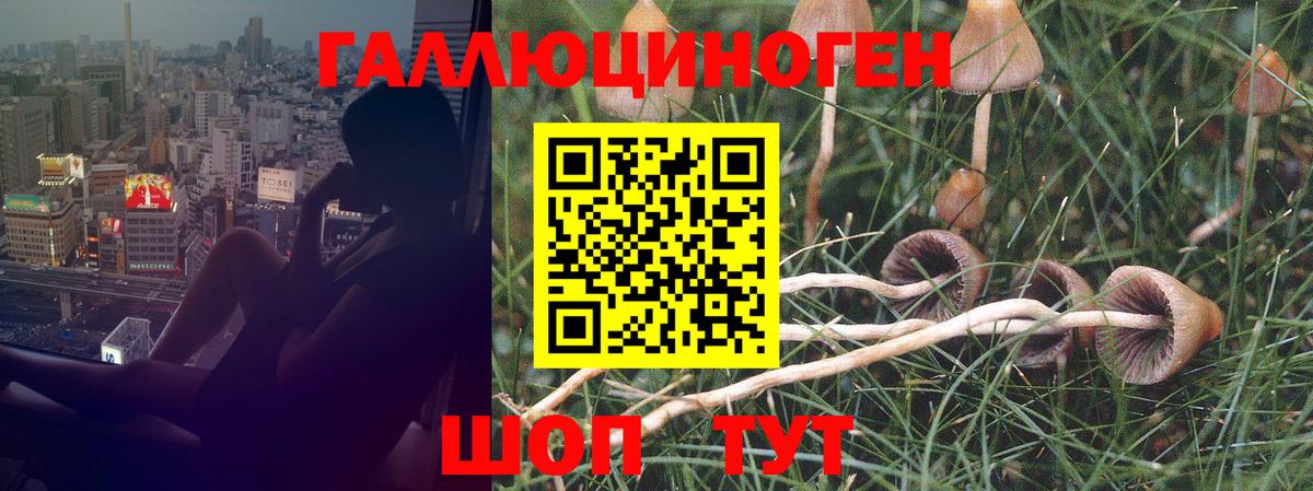 Ачхой-Мартан  дарнет шоп  Вход с VPN  Галлюциногенные грибы MAGIC MUSHROOMS 